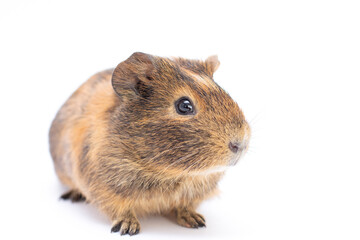 Funny-looking guinea pig isolated on white