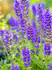 Salvia nemorosa, caradonna, has striking purple spikes that are beautiful when backlit by the sun. 
