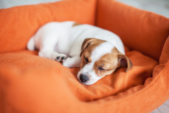Small dog sleeping at home on the orange bed - Powered by Adobe