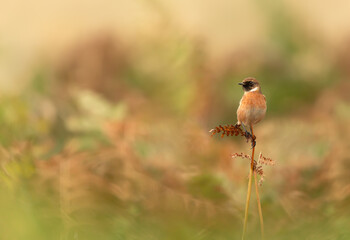 European stonechat perching on a fern branch against colorful background