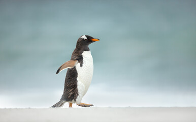 Gentoo penguin walking on a sandy beach in the Falkland Islands