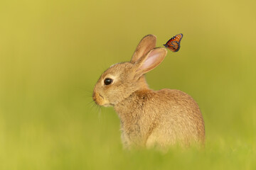 Close up of a cute little rabbit with a butterfly sitting on an ear