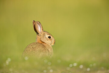 Close up of a cute little rabbit sitting in grass