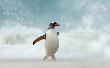 Fototapeta premium Gentoo penguin walking on a sandy beach against big waves