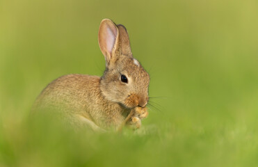 Close up of a cute little rabbit preening itself