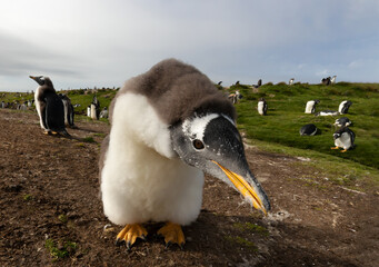 Naklejka premium Portrait of a curious Gentoo penguin chick