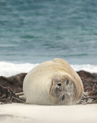 Close up of a Southern Elephant seal lying on a sandy beach on a coastal area of Atlantic ocean
