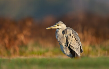 Close-up of a grey heron standing by a pond
