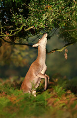 Red deer standing on hind legs and eating leaves from a tree in autumn
