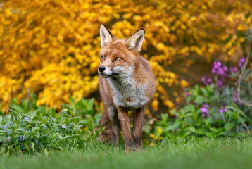 Close up of a red fox against colorful background in summer