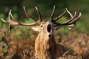 Red deer stag calling during rutting season in autumn