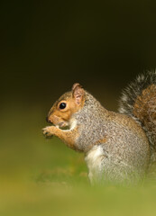 Naklejka na ściany i meble Close up of a grey squirrel eating a nut
