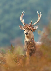 Red deer stag with antlers decorated with ferns and vegetation during rut