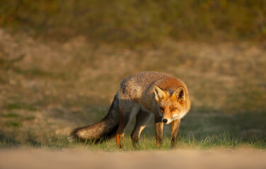 Close up of a Red fox in natural habitat
