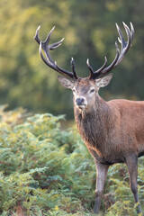 Close up of a red deer stag standing in ferns in autumn