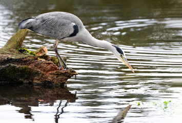 Obraz premium Close-up of a grey heron fishing in a pond
