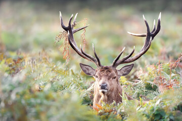 Naklejka na ściany i meble Portrait of a red deer stag in autumn
