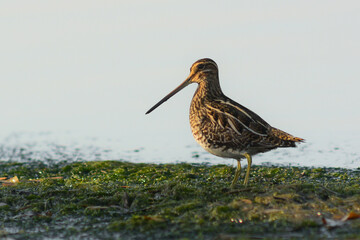 Beccaccino (Gallinago gallinago) nello stagno in primo piano e sfondo chiaro