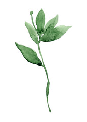 Raster illustration of a twig with leaves in green watercolor paint.  Silhouette of a branch with leaves. Hand-drawn wild foliage, grass, tree branches. Silhouette of a branch with leaves on a white b