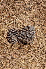 Yellow texture of pine needles and two brown cones. Vertical