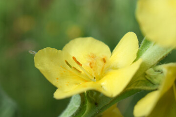 Fototapeta premium Verbascum thapsus or Bear's ear - a plant in the form of a candle with large yellow flowers