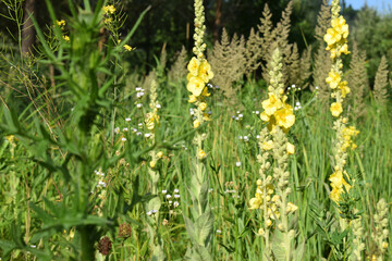 Verbascum thapsus or Bear's ear - a plant in the form of a candle with large yellow flowers