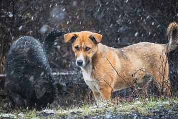 Two abandoned dogs are playing. Puppies enjoy the first snowflakes.