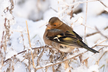 Chaffinch
