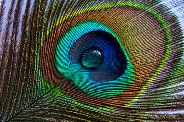 Fototapeta premium Peacock feather with water drop at center