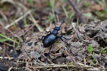 beetle