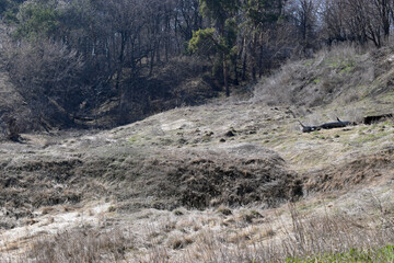 Nature in early spring