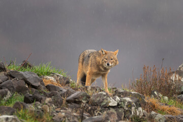 Golden jackal on the top of the rock. Jackal in Rhodope mountains. Bulgaria wildlife.