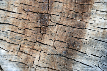 Sectional wood - brown texture with cracks. Top view close up