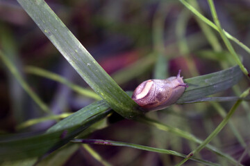 Semislug – slug, mollusk or clam is on a leaf of green grass