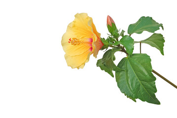 Gelber Hibiskus vor weißem Hintergrund © Marty Kropp