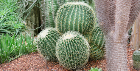 cacti in the glass greenhouse of the botanical garden. Wide photo.