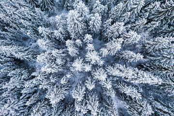 Snowy Forest in Winter. Top Down Drone View
