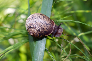 Obraz premium Snail crawling in the green grass, producing a secret or slime, natural conditions