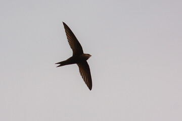Rondone (Apus apus) in volo,silhouette su sfondo cielo chiaro