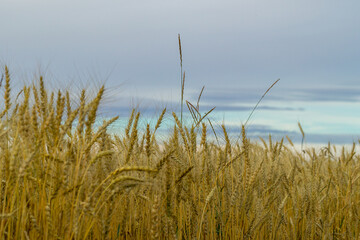 rye field and blue sky