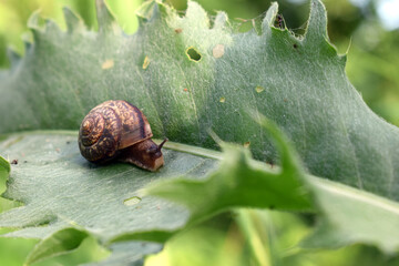 Snail crawling in the green grass, producing a secret or slime, natural conditions