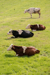 Natural life from Gonen city