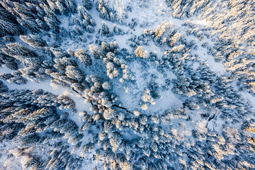 Snow Covered Pine Trees in Winter Forest at Sunny Day. Aerial Drone Top Down View © marcin jucha
