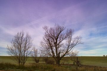 krajobraz drzewo rośliny niebo chmury widok