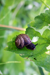 Snail crawling in the green grass, producing a secret or slime, natural conditions