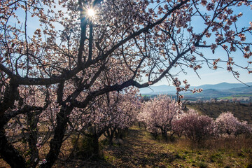 blossom almonds trees in late winter 