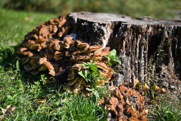 An old tree stump in the forest overgrown with mushrooms. Sunny day, close-up. There is green grass around the stump.