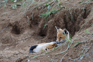 Fototapeta premium Two young red Fox near his hole. Vulpes vulpes close up