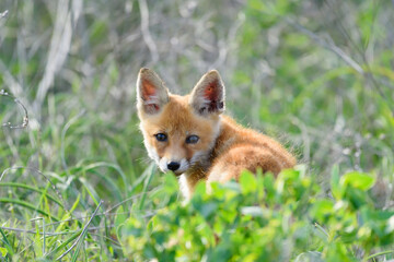 Fototapeta premium The fox cub hides in the green tall grass, looks back with his head turned. Vulpes vulpes close up