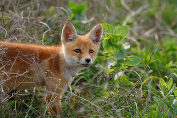 Fototapeta premium The fox cub is standing in the grass, side view. Vulpes vulpes close up
